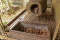 Cute Asian palm civet lying in hole in tree trunk.. Civet cat portrait closeup Paradoxurus hermaphroditus produces Kopi luwak. Arc Royalty Free Stock Photo